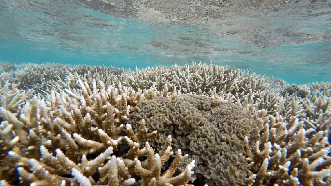 Snorkeling na Bali